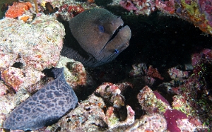 Maldives 2021 - Murene javanaise - Giant morey - Gymnothorax javanicus - DSC00779_rc